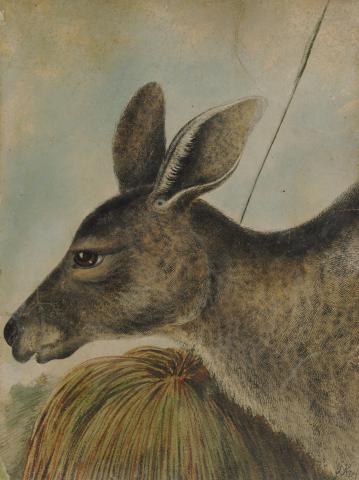 Kangaroo and grass tree, c 1857